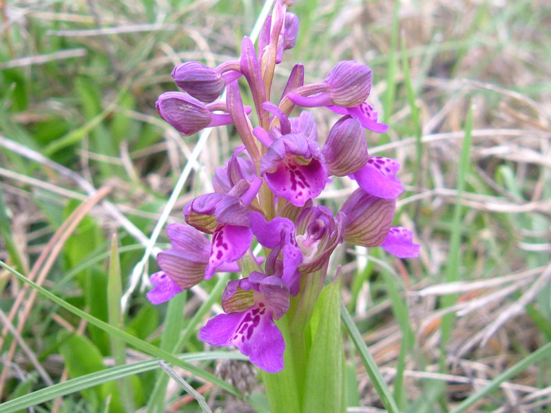 Orchis Morio